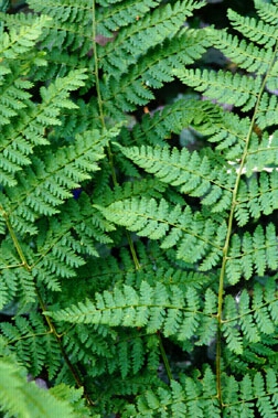 Three Ferns